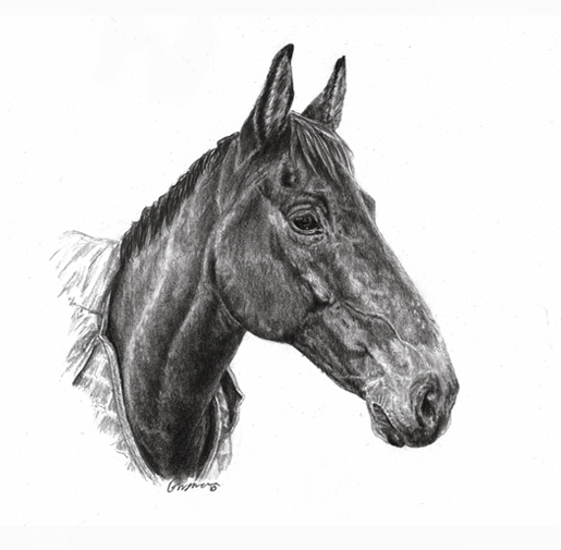 Emily Mayman - The Equine Artist - Artwork Gallery